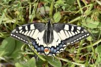 Papilio machaon