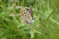 Lycaena tityrus