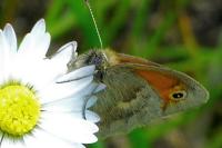 Coenonympha pamphilus