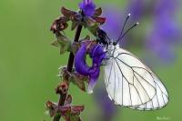 Aporia crataegi