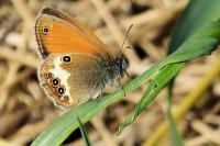 Coenonympha arcania