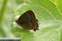 Satyrium pruni