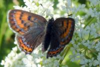 Lycaena helle perretei