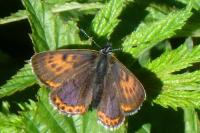 Lycaena helle perretei