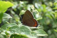 Satyrium pruni