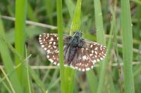 Pyrgus malvae