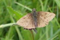 Erynnis tages