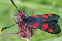 Zygaena trifolii