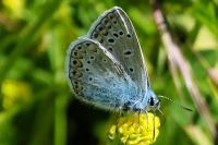 Polyommatus icarus