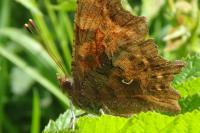 Polygonia c-album