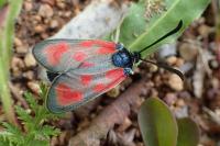 Zygaena loti