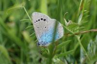 Glaucopsyche alexis