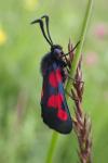 Zygaena trifolii