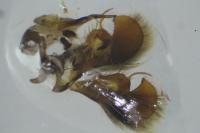Pyrgus armoricanus
