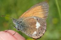 Coenonympha glycerion glycerion