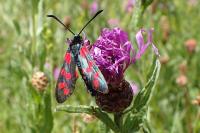 Zygaena filipendulae