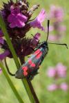 Zygaena filipendulae