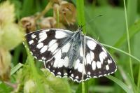 Melanargia galathea