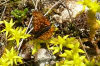 Euphydryas aurinia aurinia