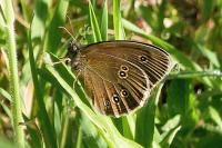 Aphantopus hyperantus