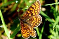 Melitaea athalia