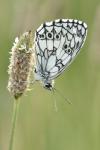 Melanargia galathea