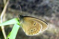 Aphantopus hyperantus
