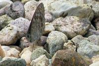Lasiommata megera