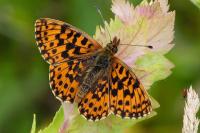 Boloria dia