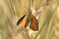 Thymelicus lineola