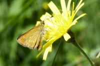 Ochlodes sylvanus