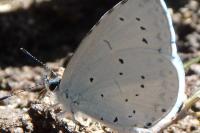 Celastrina argiolus