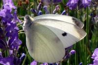 Pieris rapae