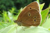 Aphantopus hyperantus