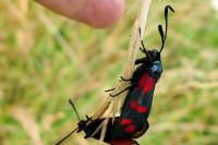 Zygaena