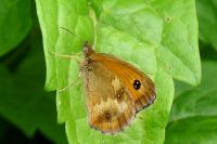 Pyronia tithonus