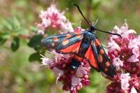 Zygaena ephialtes
