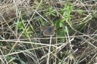Aricia agestis