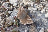 Erynnis tages