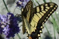 Papilio machaon