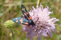 Zygaena ephialtes