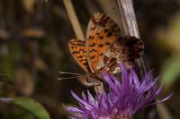 Boloria dia