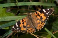 Vanessa cardui