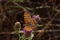 Boloria dia
