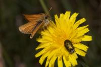 Thymelicus lineola