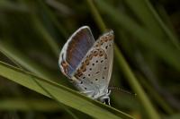 Plebejus argyrognomon
