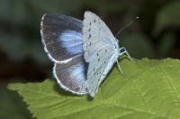 Celastrina argiolus