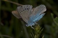 Glaucopsyche alexis