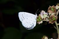 Celastrina argiolus