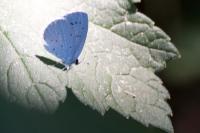 Celastrina argiolus